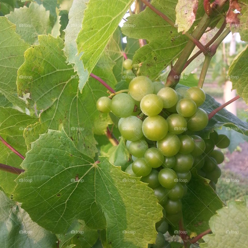 wine grapes. visit to winery