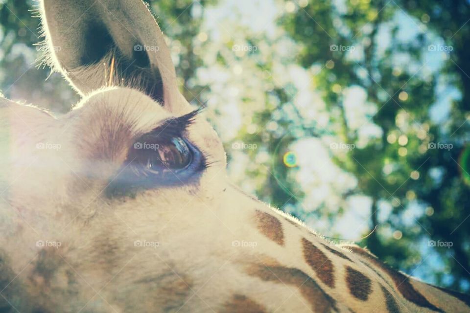 Giraffe lashes