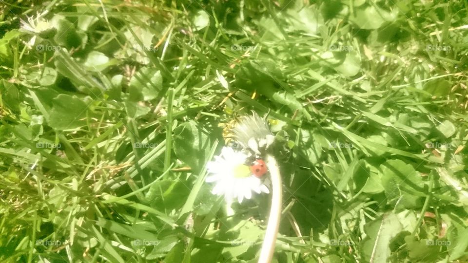 Wee ladybird enjoying my garden in this 18c weather flew away and came back for more