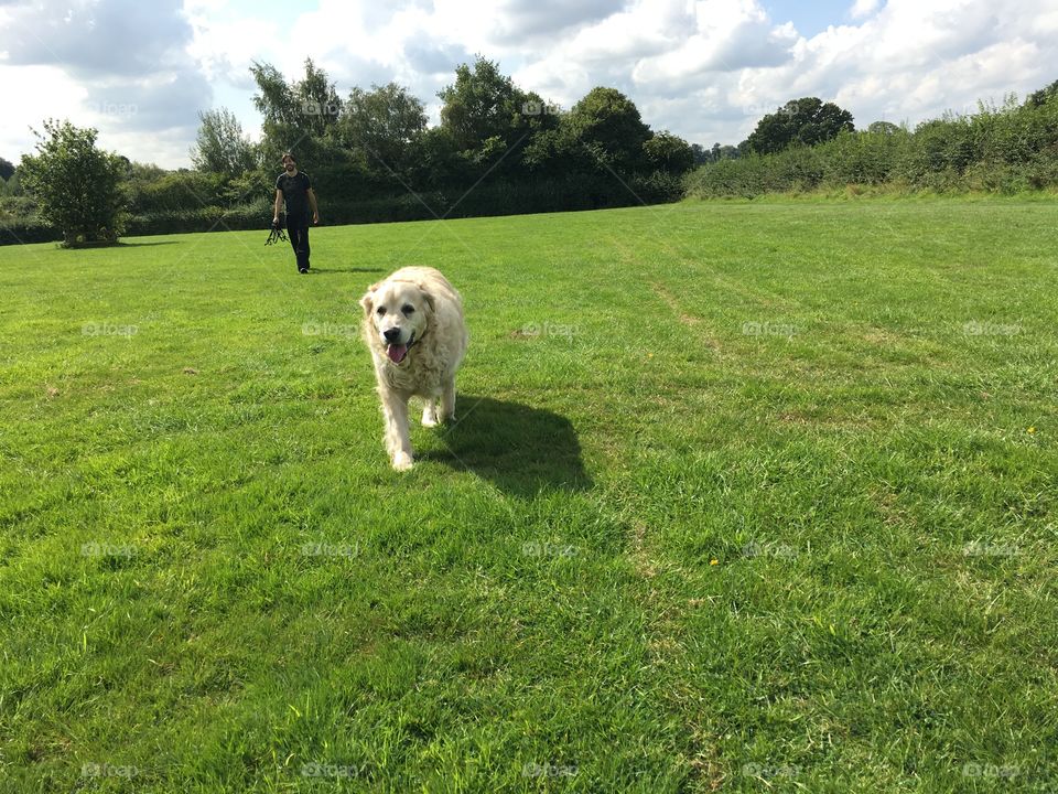 Grass, Mammal, Landscape, Hayfield, Field