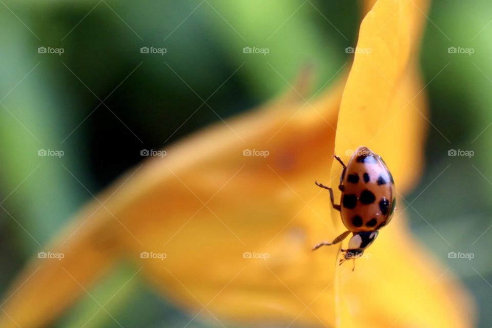 Beetle on yellow petal 