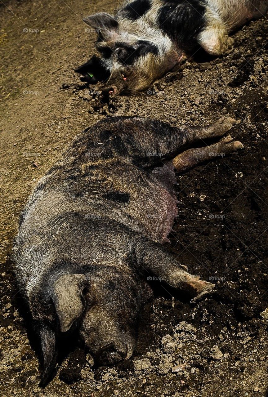 Sleeping pigs in mud