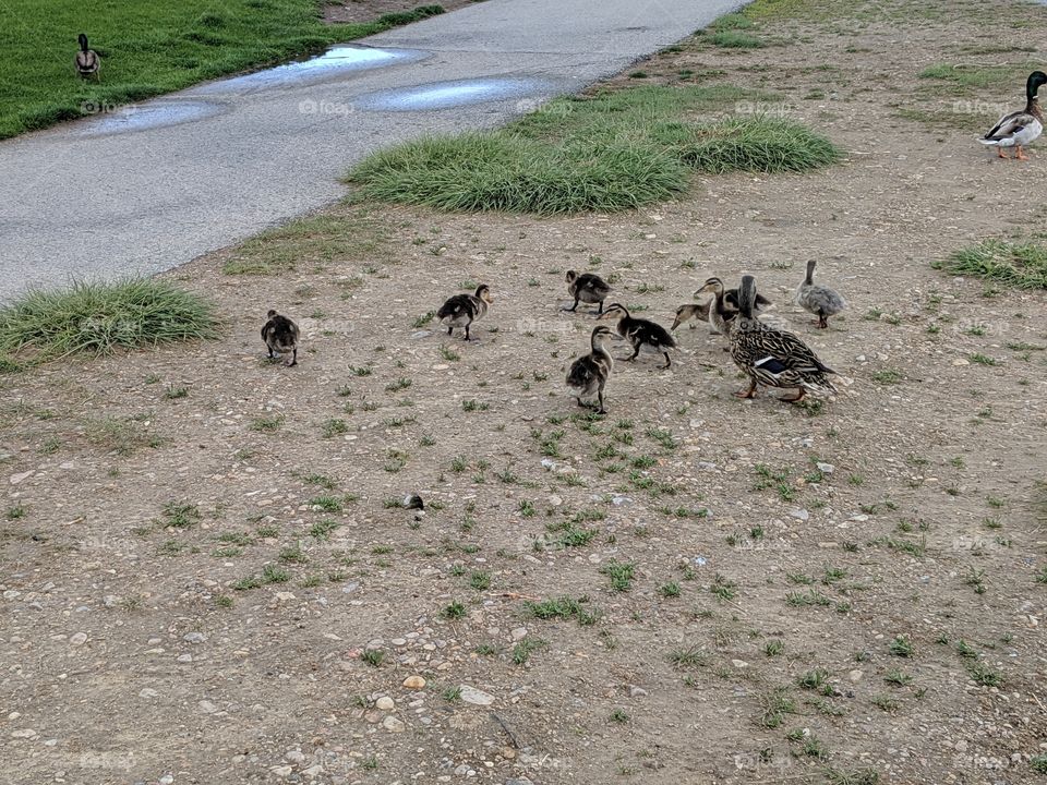 A Lake in Utah, Geese, Babies, a Mallard Duck and his wife. ©️ Copyright CM Photography