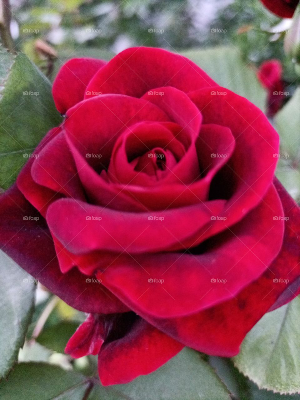 The beauty in nature