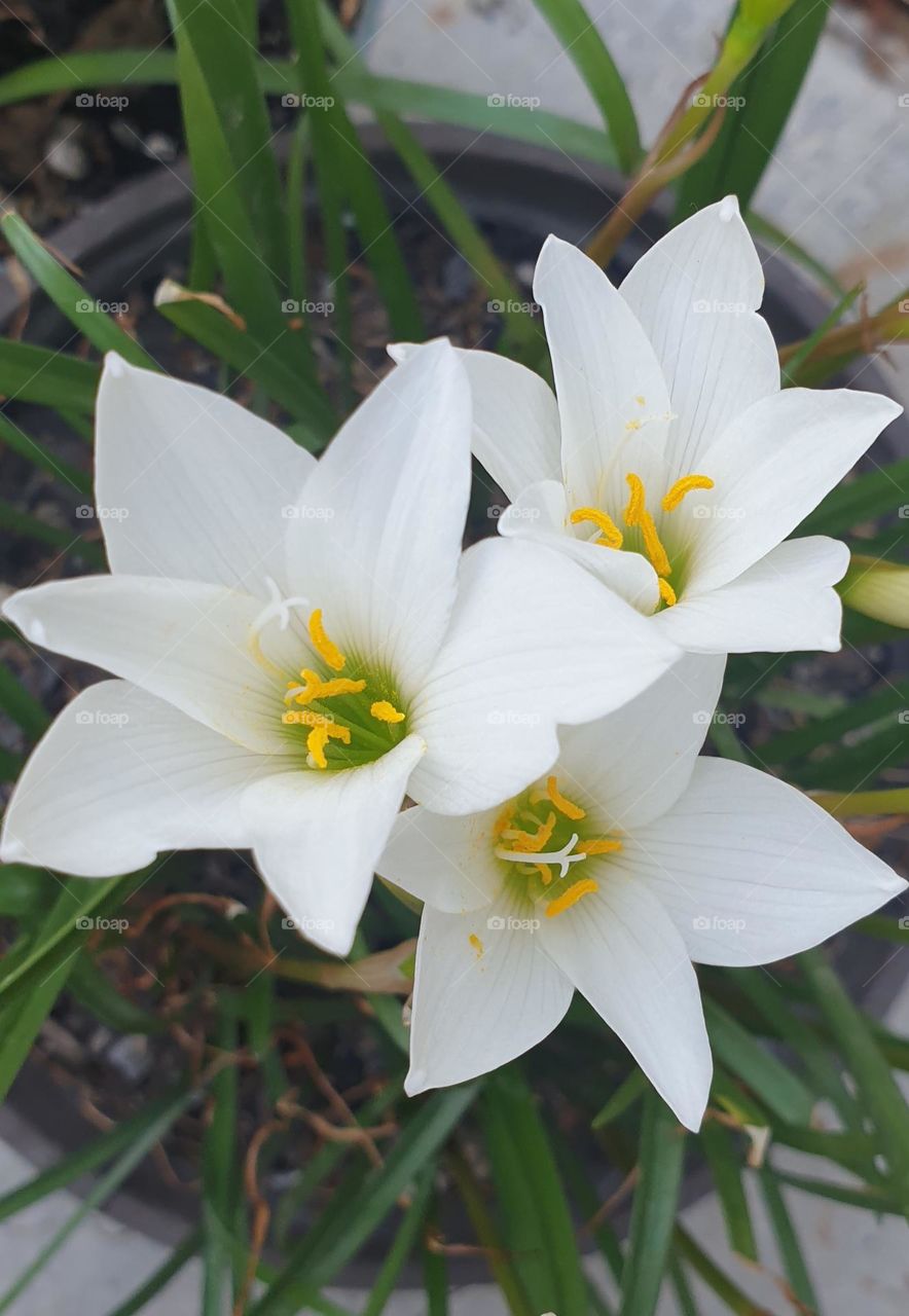 Beautiful white, soft and delicate lily plant, natural beauty