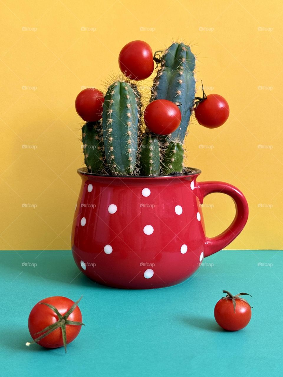 Tomatoes growing on cactus 
