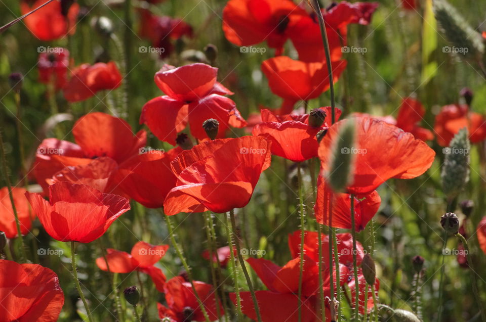 Poppy field