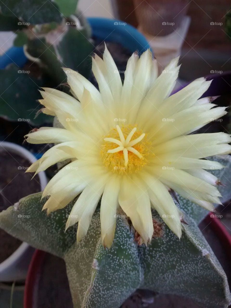beautiful cactus flower