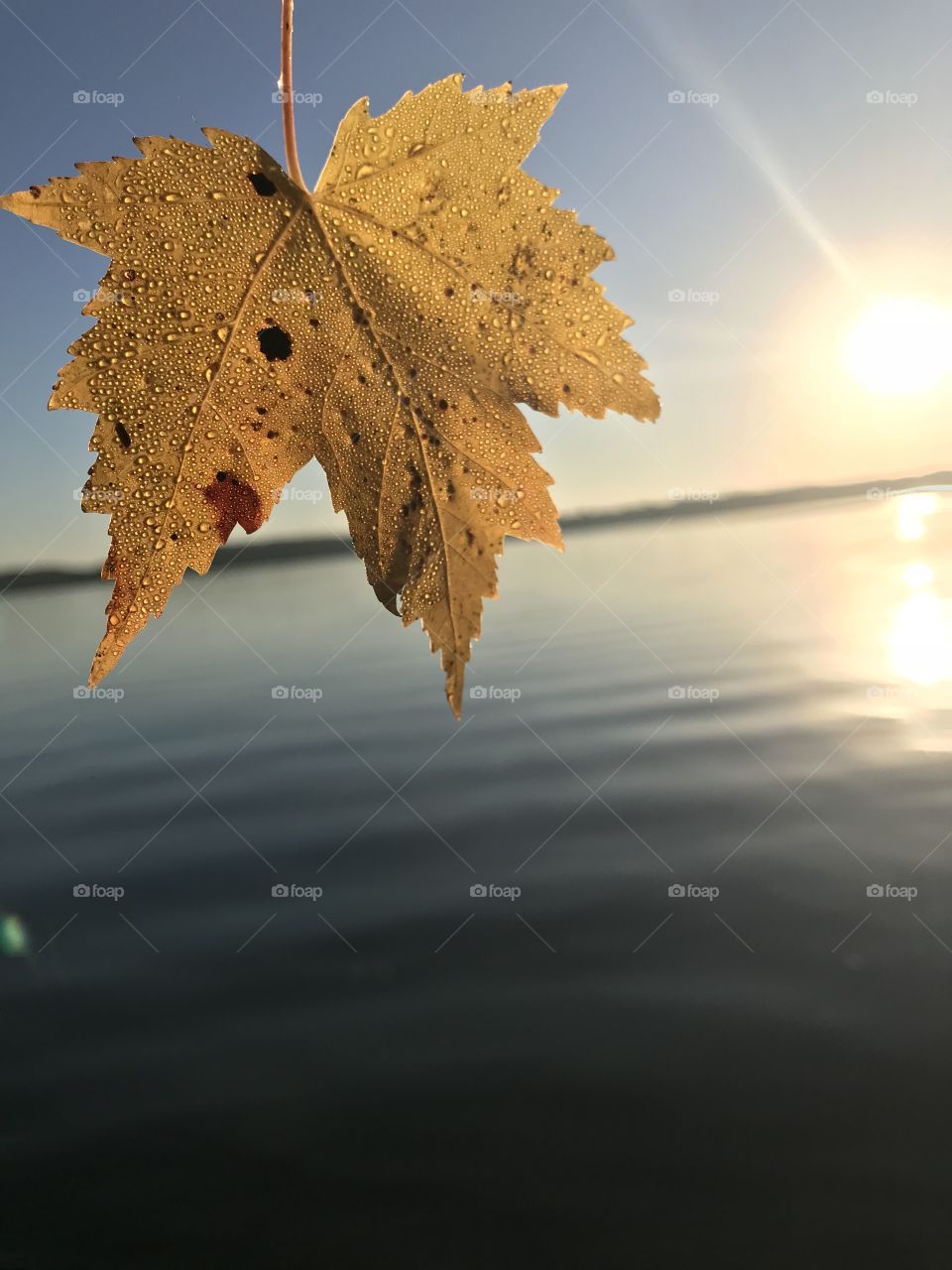 Leaf over lake 