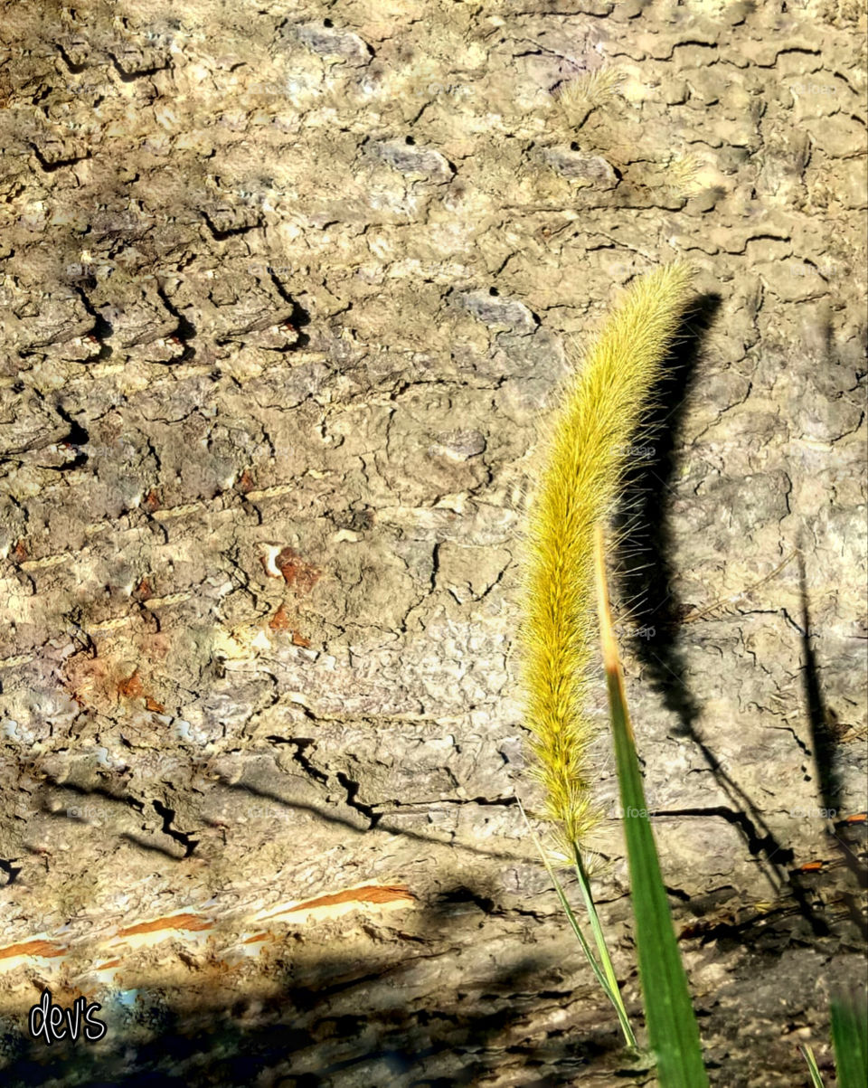 Shadow of yellow 🌾