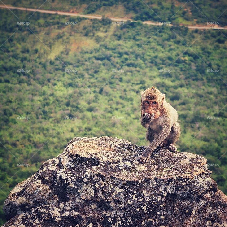 Monkey on mountain in Cambodia 