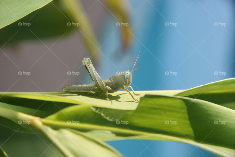 grasshopper