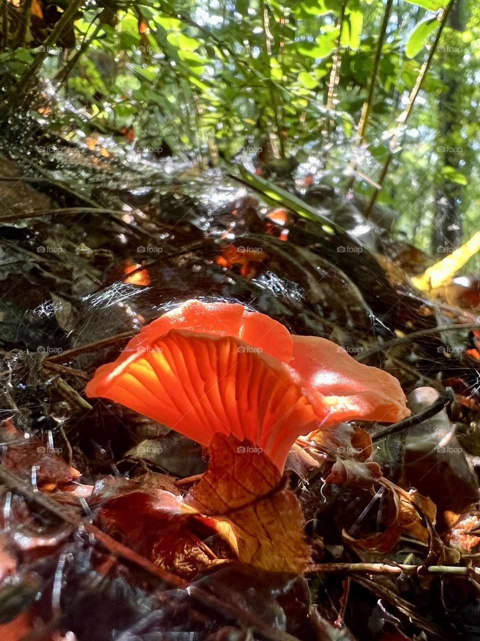 Closeup of cinnabar chanterelle mushroom in sunlight and shadow on the forest floor 