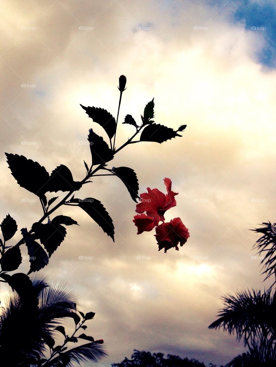 sky flower clouds mexico by luisfo