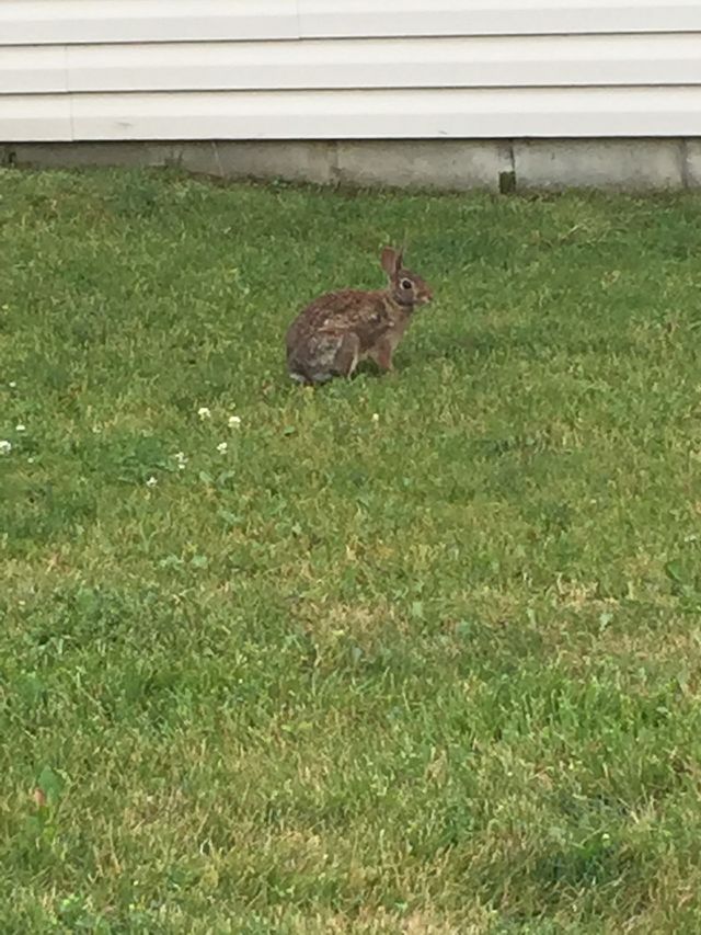 Rabbit in the grass. A brown rabbit sitting in the grass.