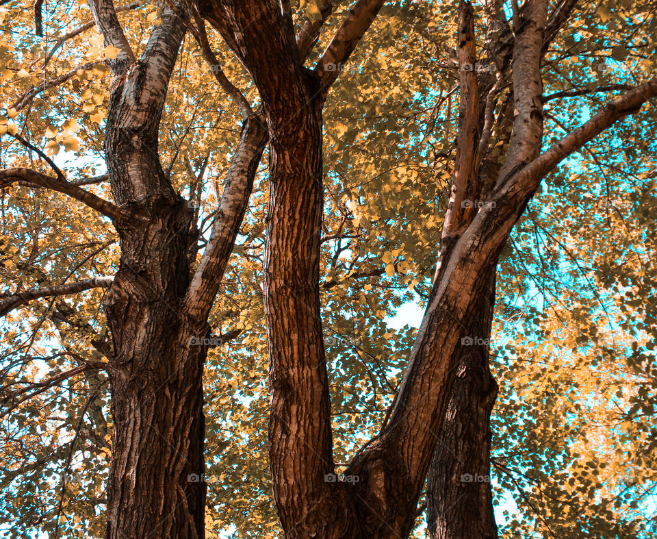 Trees in their fall glory. 