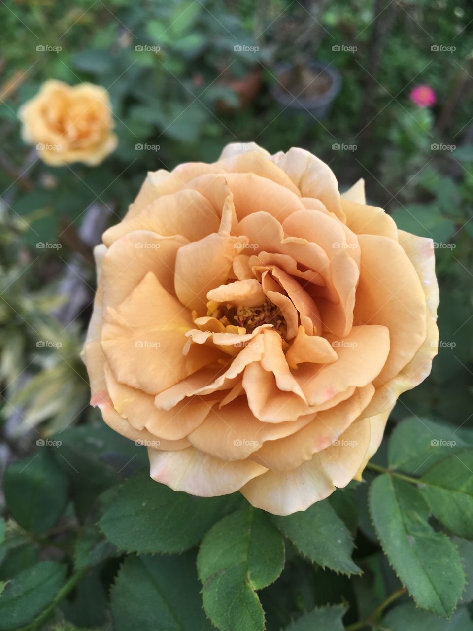 Rose flower in mature garden