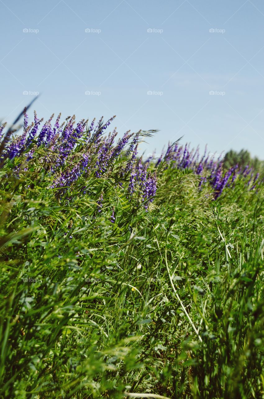 The nature of the native land. In summer, the village is especially good. Everything is blooming and fragrant. Fresh air