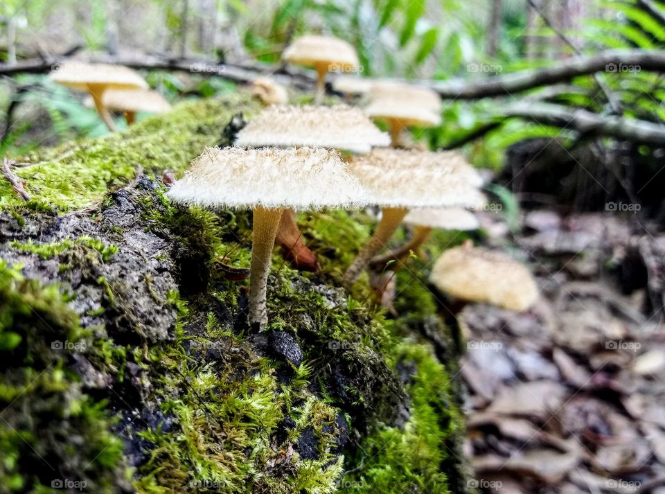 a collection of odd fuzzy mushrooms growing on a fallen log in the middle of the woods located in central florida