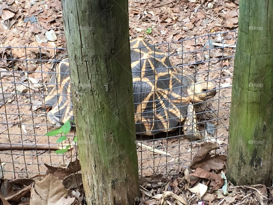 Small  tortoise at the zoo.