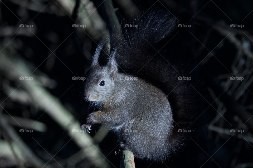 Squirell On Branch