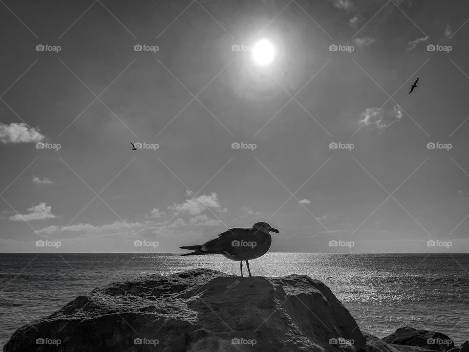 B/W _ Half Moon Bay at San Francisco.