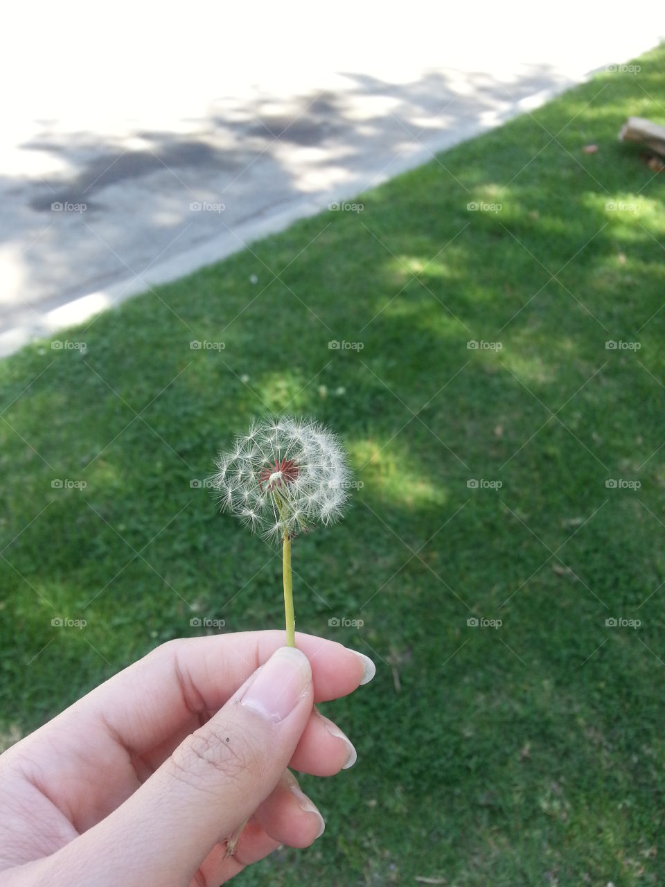 Make A Wish. the day before my birthday, just outside my friend's house i saw this