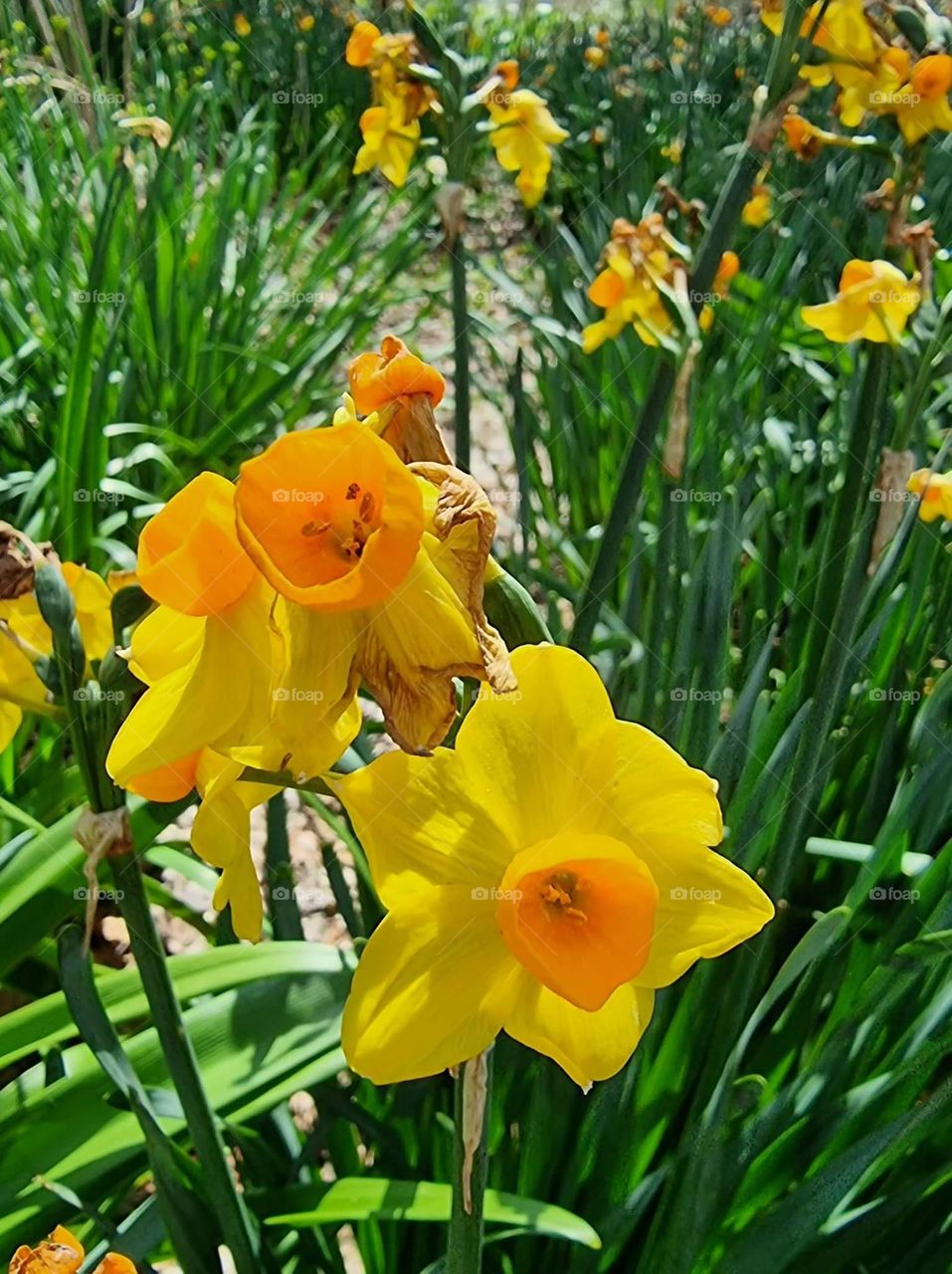 Yellow Daffodils