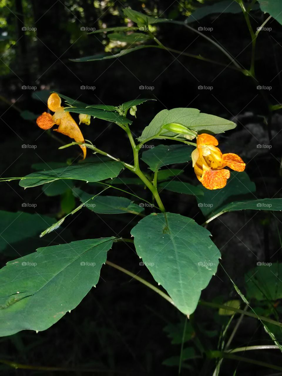 orange forest flowers
