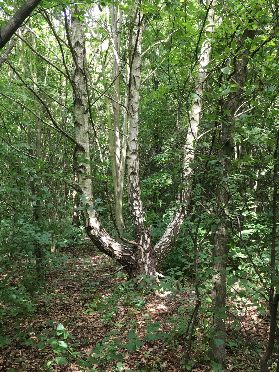 A three trunked tree
