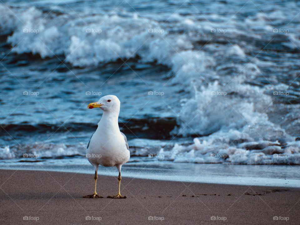 Seagull watching at my camera 