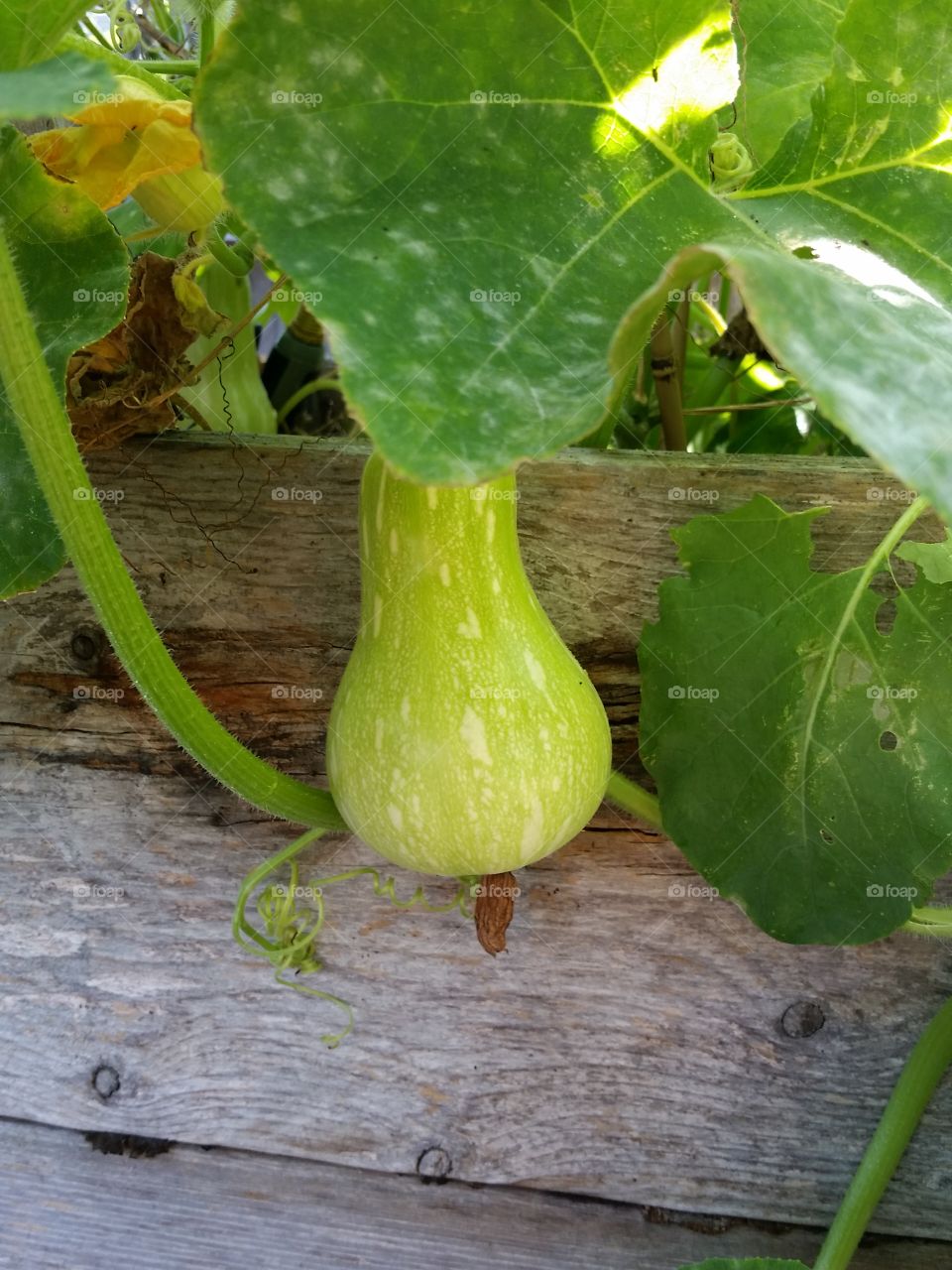 growing squash