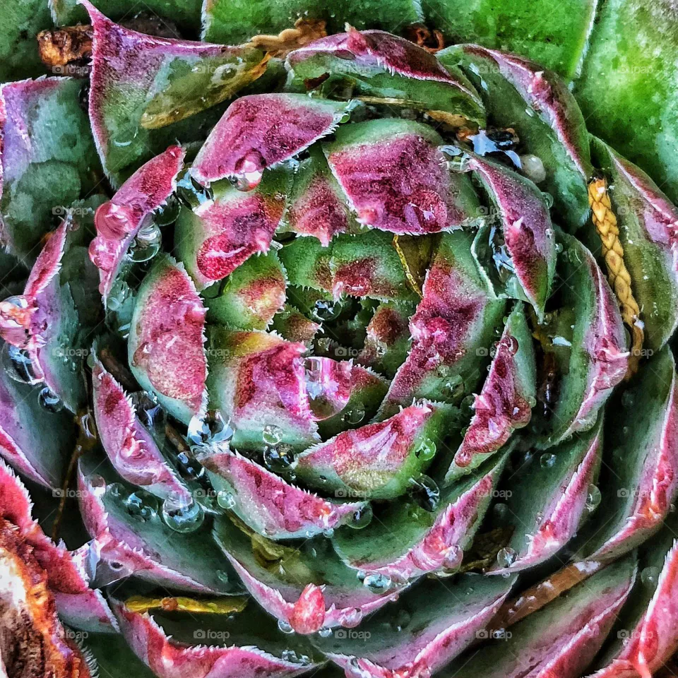 Succulent 