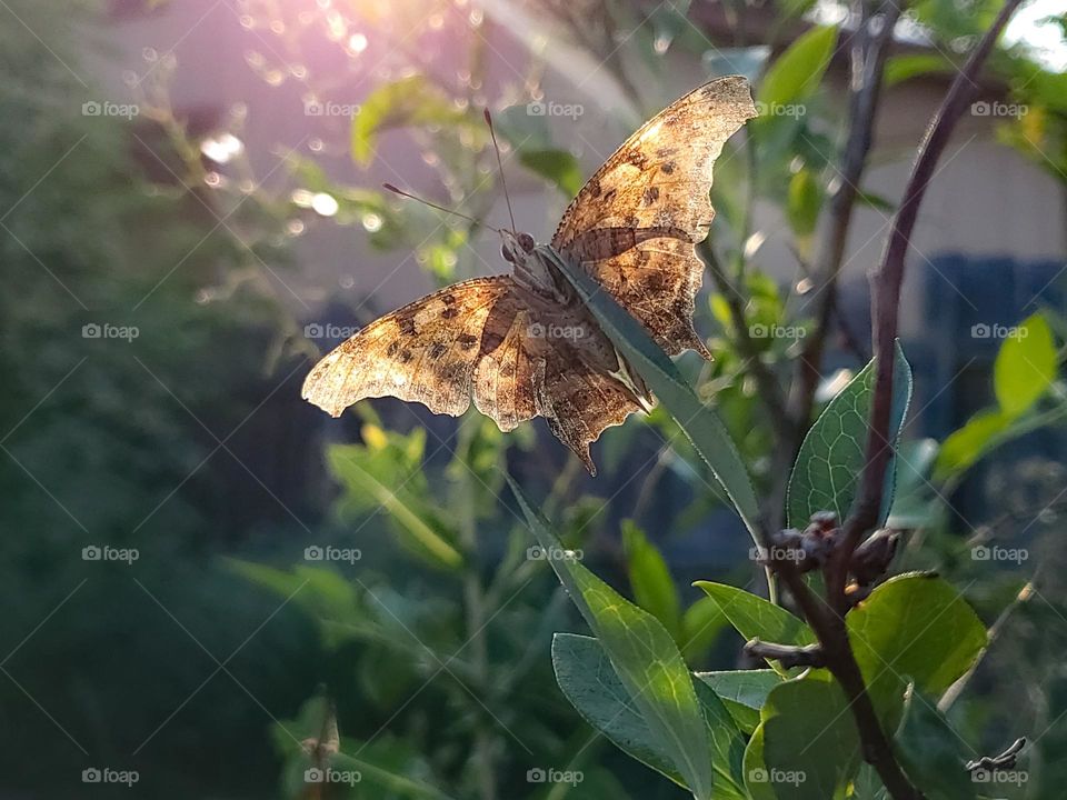 Backyard question mark butterfly illuminated by rays of sunlight.