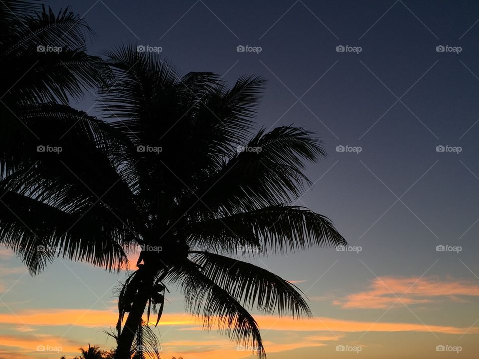 Coconut palm tree at sunrise