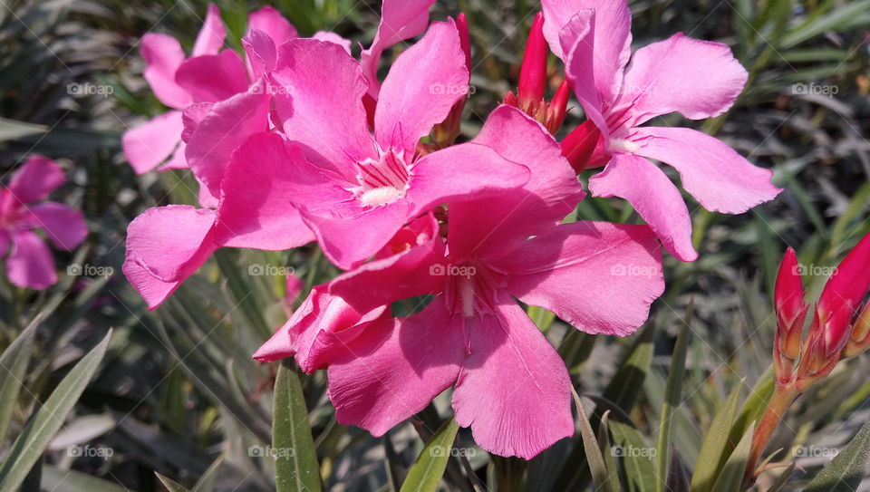 Pink flowers