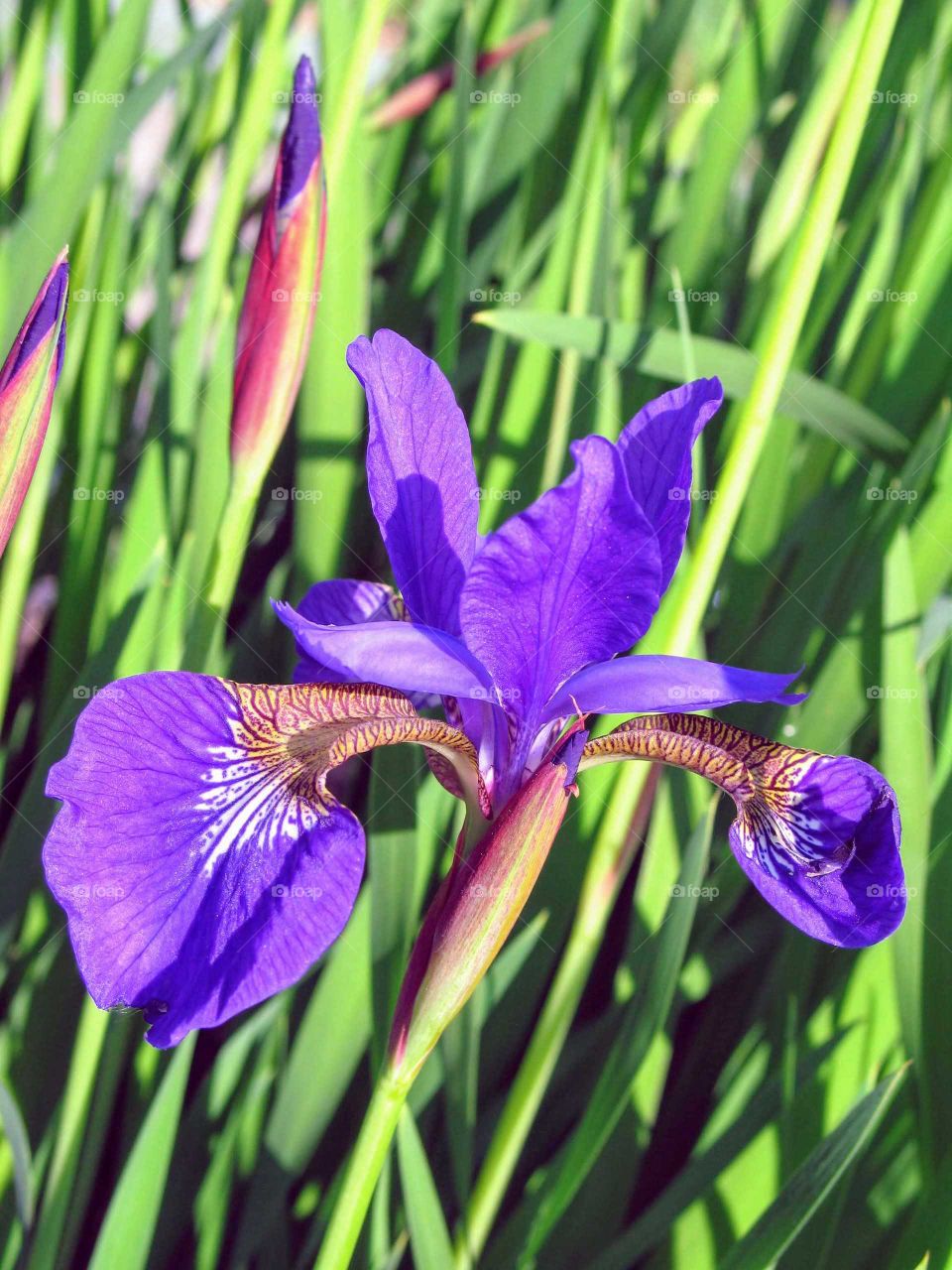 Perpl Iris