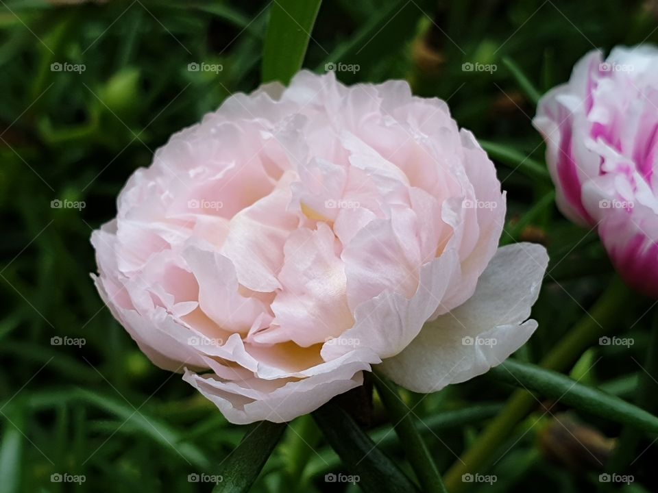 the portulaca grandiflora