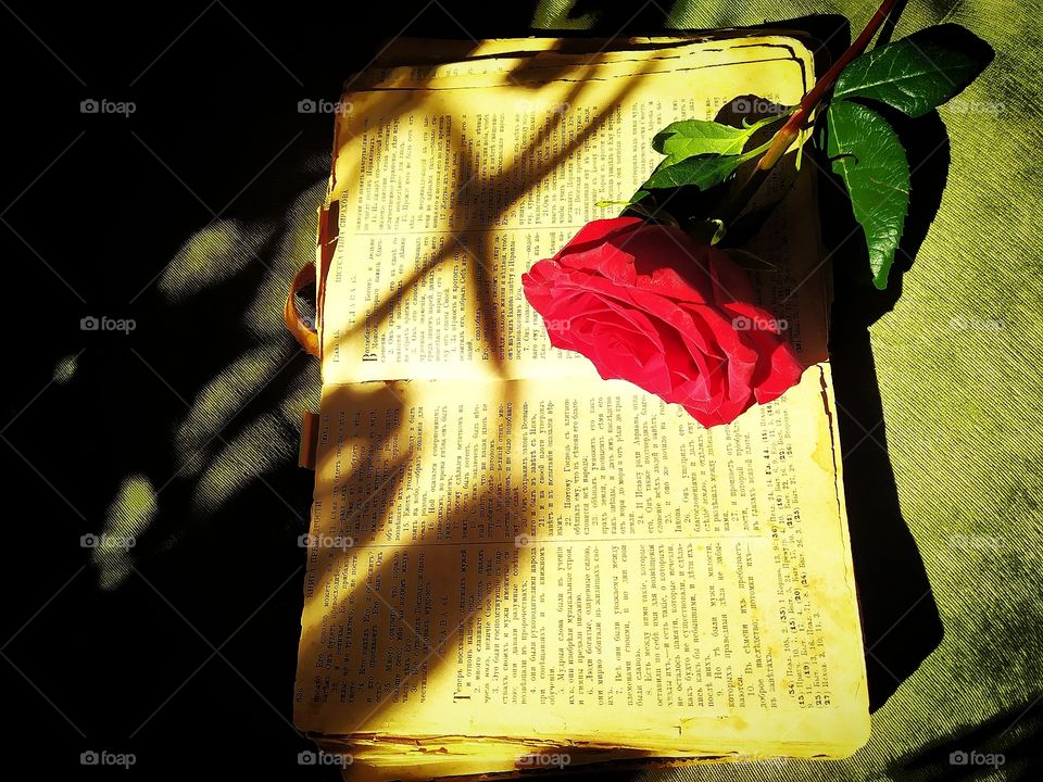 Love for reading.  An open book in the shade with a red rose on it