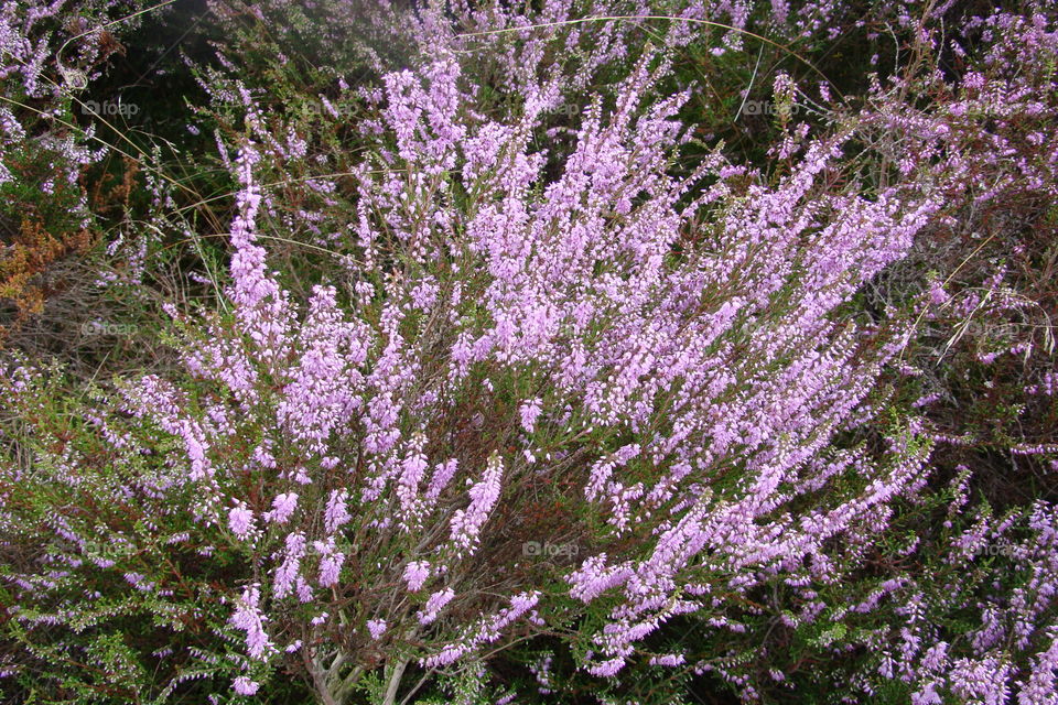Vibrant purple color of the wild heath surrounding the countryside in the summertime.