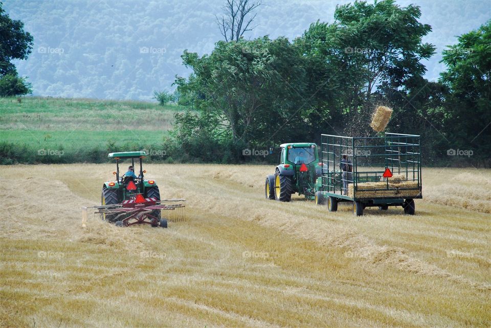 Family pulling together to rake and bale straw.