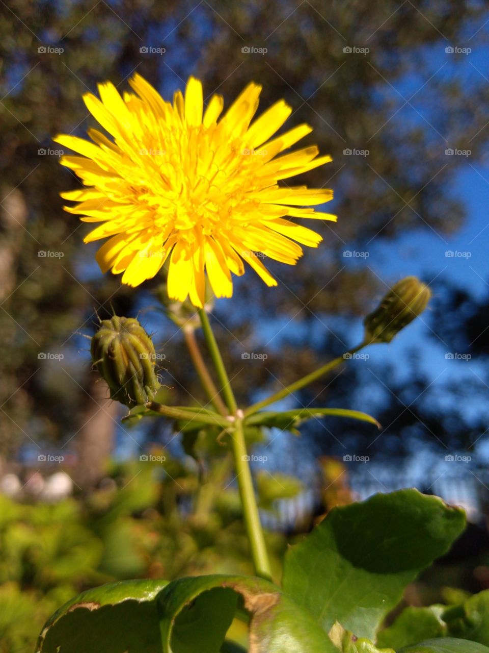 Blooming flower