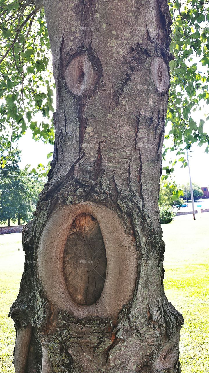 Tree Face