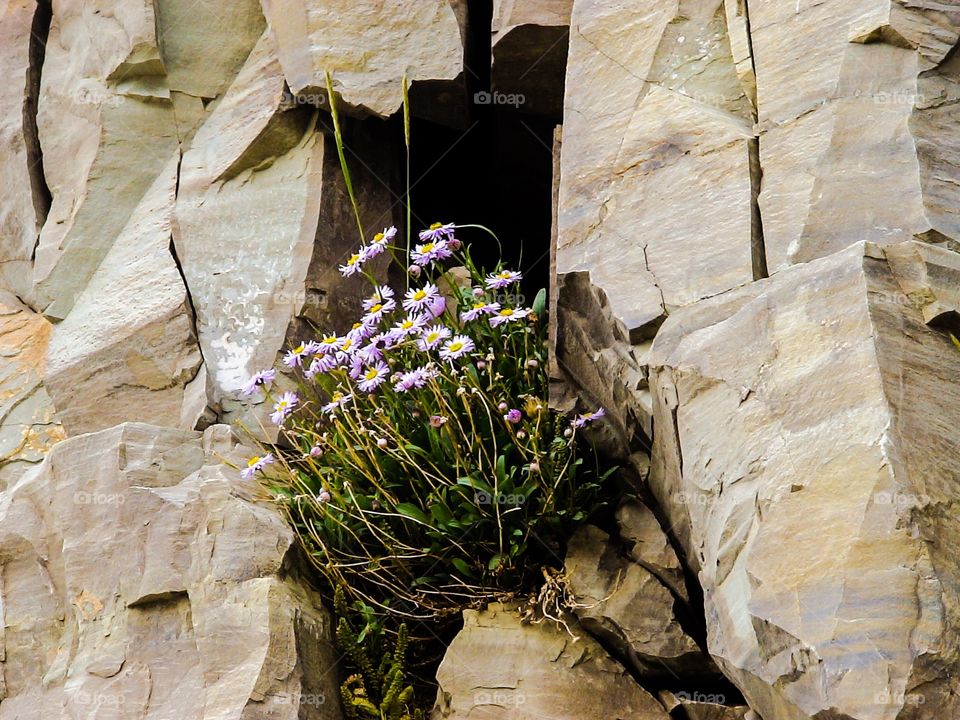 Flowers on rock face