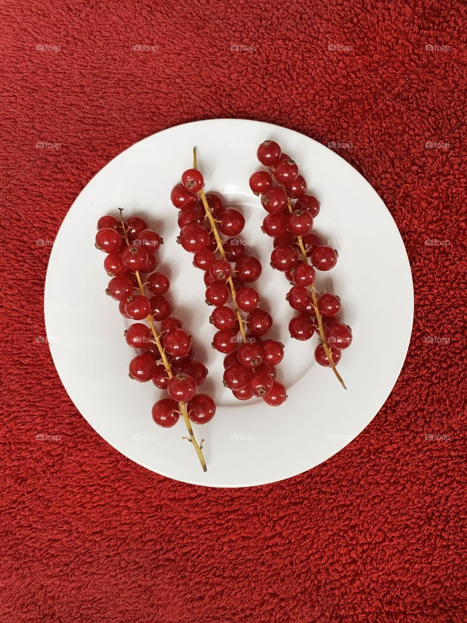 Red currant 