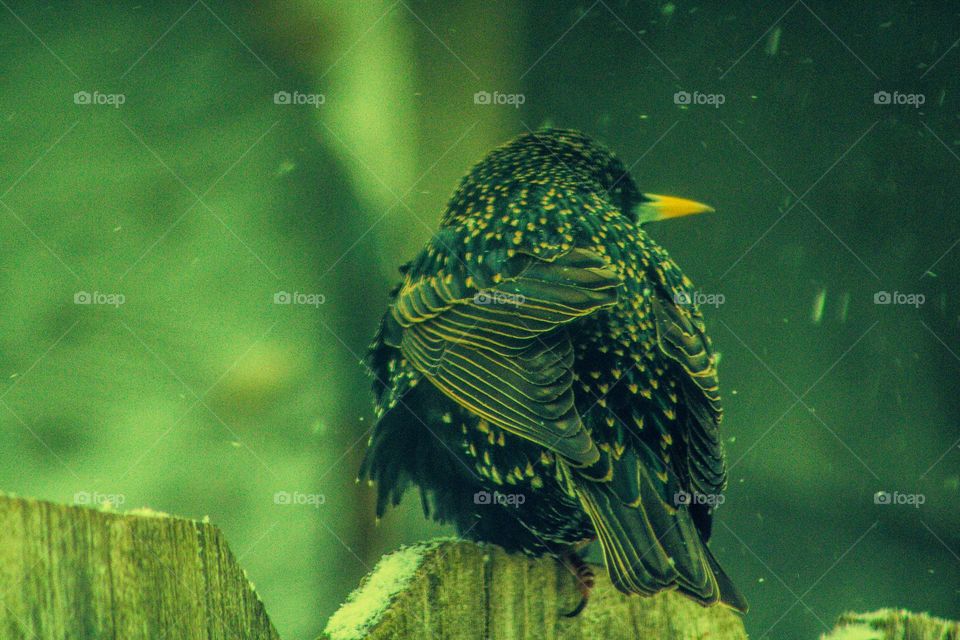 black and brown bird with white spots sitting on a snow covered fence in the middle of a snowstorm