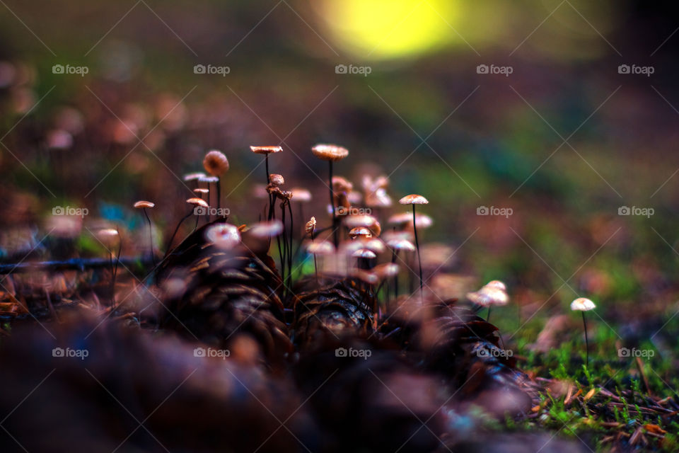 Mushrooms