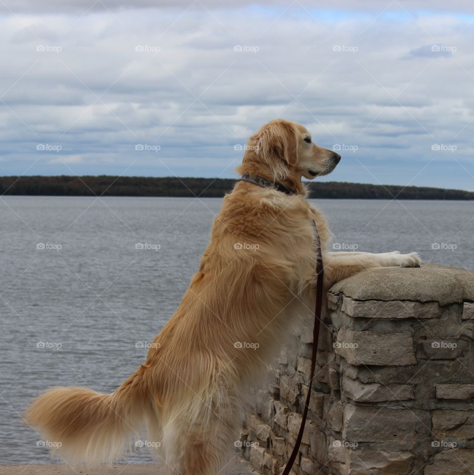 Kaci our golden retriever watching the activity at Indian Lake