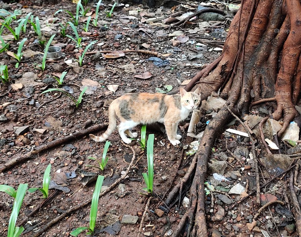 🐈Cat
Looking at Me
under the Tree🌲
Flora and Fauna