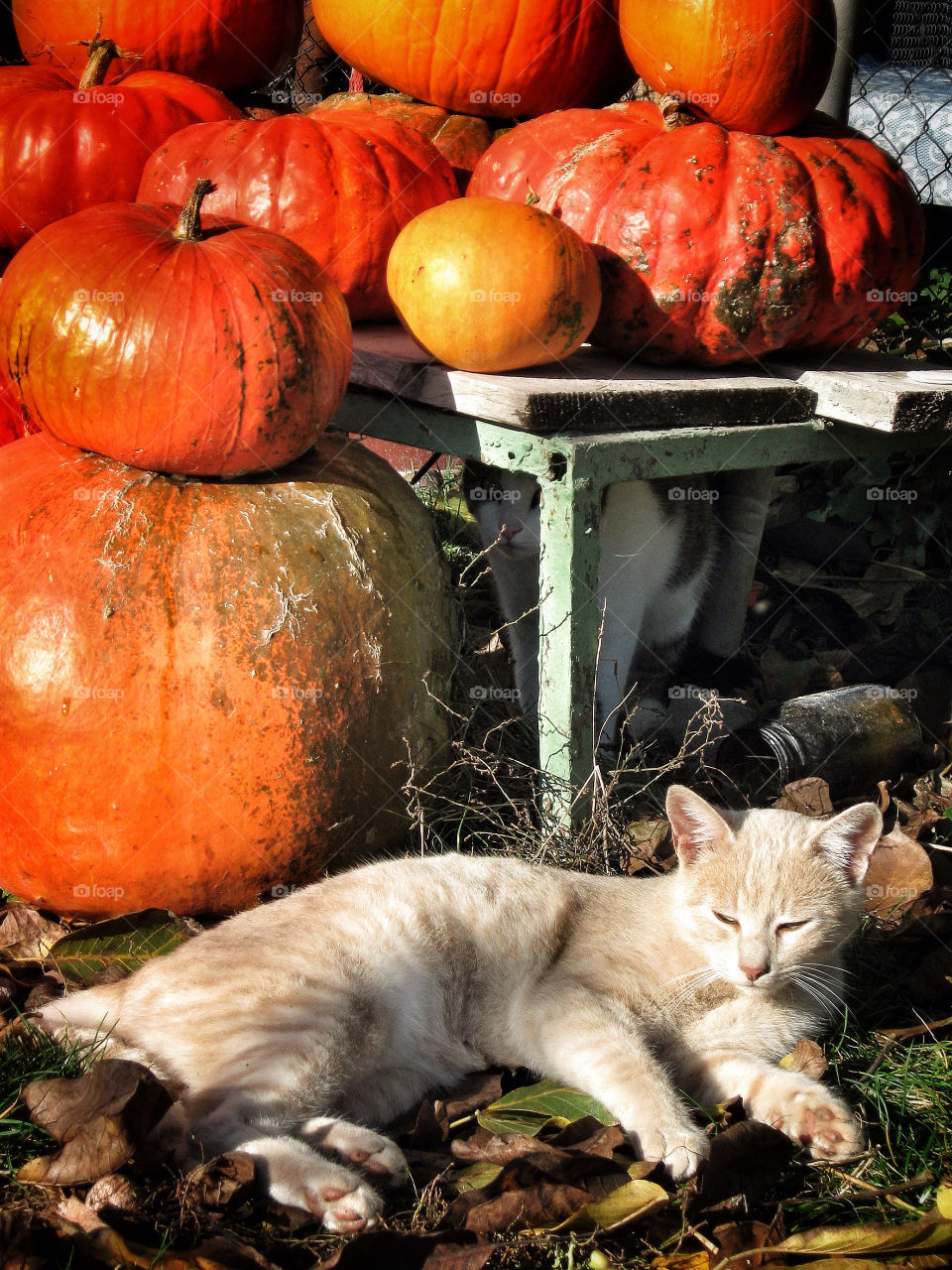 Autumn nap